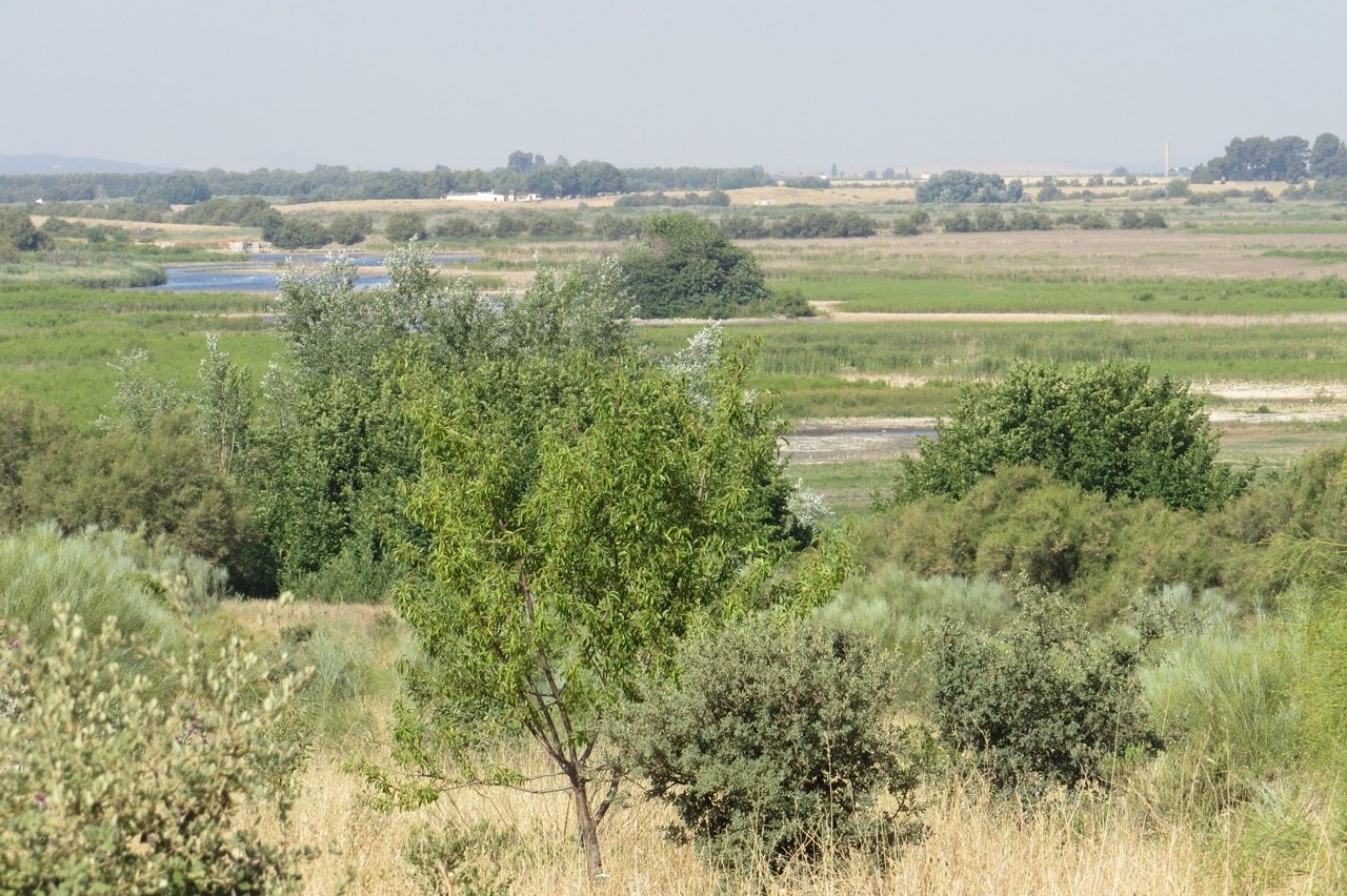 LAS TABLAS DE DAIMIEL JULIO 2022